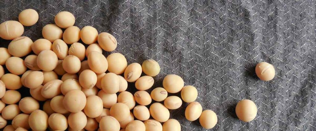 Soja para tratar la adicción a la coca