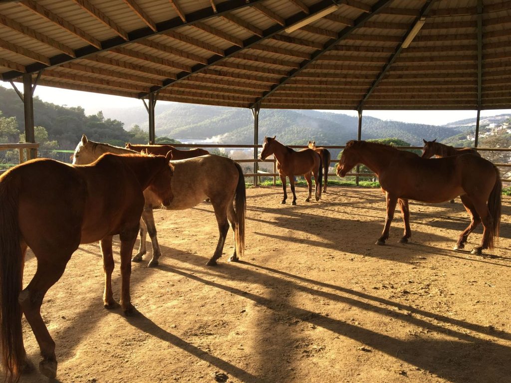 Terapia con caballos