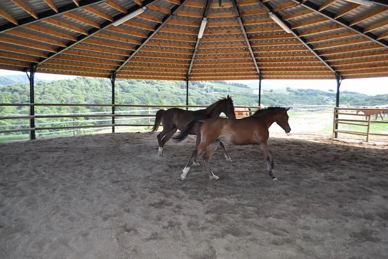 Clínicas CITA Centros 27 equinos