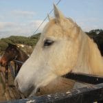 La PAE y su rol en el tratamiento de adicciones