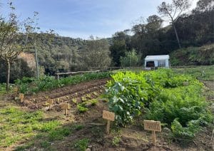 Huerto comunitario Clínicas CITA