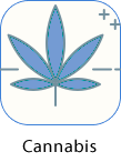cannabis