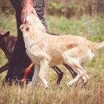 Terapia con perros en Clínicas CITA 4 los-perros-terapeuticos-en-adicciones