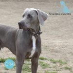 Terapia con perros en Clínicas CITA 2 perro clinicas cita