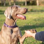 Terapia con perros en Clínicas CITA 1 Terapia con perros